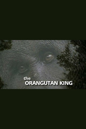 Постер фильма «The Orangutan King»