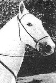Фото: Silver King the Horse