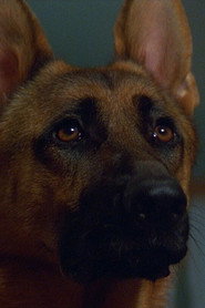 Photo of Primo the Dog