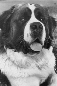 Фото: Chris the Dog