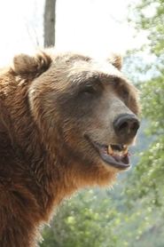 Фото: Bart the Bear