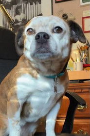 Photo of Dorothy the Dog