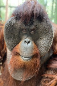Фото: Sam the Orangutan